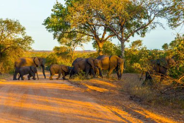 Bir fil sürüsü eski bir liderin önderliğindeki yolu geçer. Güney Afrika. Kruger Park 'ta altın gün batımı. Hayvanlar savanda özgürce yaşar ve hareket eder. Egzotik ve fotoğraf turizmi kavramı 