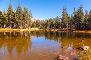 Kozalaklı bir ormanda sakin bir göl. Gün doğumu. Ormanlar ve dağlar gölün pürüzsüz suyuna yansıdı. Yosemite Park 'taki Tioga Yolu ve Geçidi. ABD