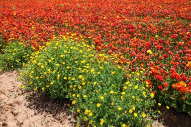 Güneşli güzel bir gün. İsrail 'in güneyinde bahar yürüyüşü. Lüks bahar çiçekleri, düğün çiçekleri ve ranunculusların muhteşem tarlası. Ekolojik, botanik ve fotoğraf turizmi kavramı