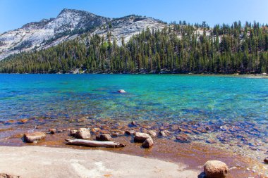 Taş plajlar Tenaya gölünü kuşatır. Dağların eteğindeki yemyeşil orman. Güzel Yosemite Parkı, Tioga Yolu boyunca