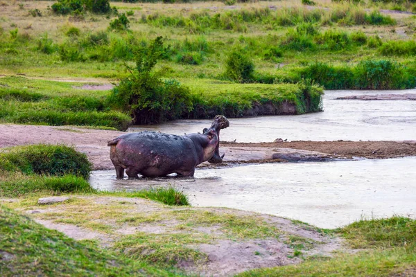 希波在水里打呵欠 Jeep Safari Masai Mara 肯尼亚 河马是当代最大的陆生动物之一 异国情调 极端旅游和摄影旅游的概念 — 图库照片