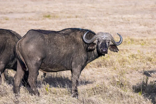 Slavná Africká Velká Pětka Malebné Stádo Buvolů Odpočívajících Trávě Savany — Stock fotografie