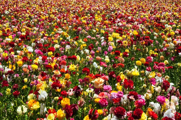 絵のような多色の花のカーペット 豪華な大規模な春のバターカップのフィールド 美しい晴れた春の日 イスラエルの南の国境 写真観光の概念 — ストック写真