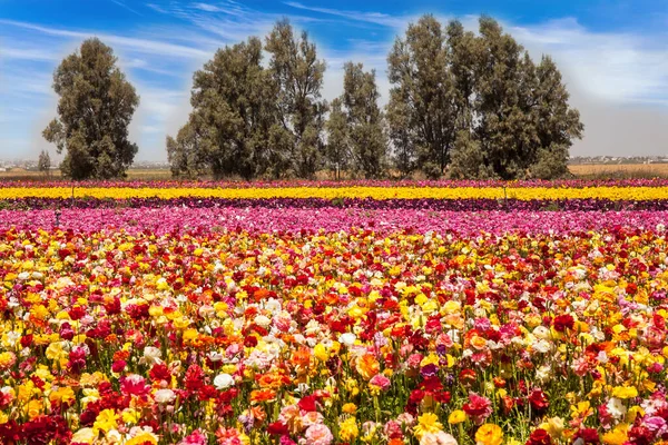 Het Gebied Van Bloeiende Kleurrijke Boterbloemen Mooie Zonnige Lentedag Prachtig — Stockfoto