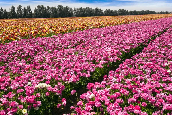 Schöner Sonniger Frühlingstag Frühlingsspaziergang Südisrael Das Feld Der Luxuriösen Frühlingsblumen — Stockfoto