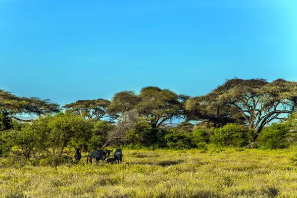 Kleine Kudde Gnoes Kenia Amboseli Park Een Reservaat Aan Voet — Stockfoto