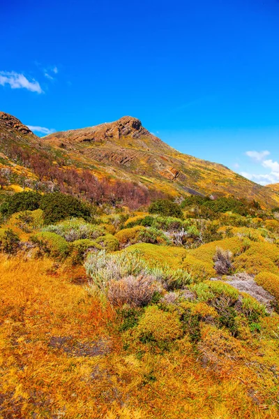 黄秋草本植物在Pehoe湖畔 去智利旅行 南半球寒冷多风的夏天 — 图库照片