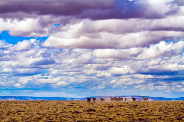 Stado Wspaniałych Mustangów Jeździ Preriach Chmury Cumulus Zakryły Niebo Los — Zdjęcie stockowe