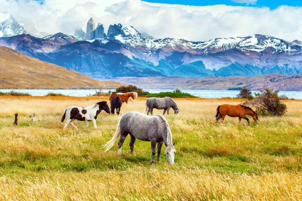 Parque Torres Del Paine Chile Manada Cavalos Selvagens Pastam Grama — Fotografia de Stock