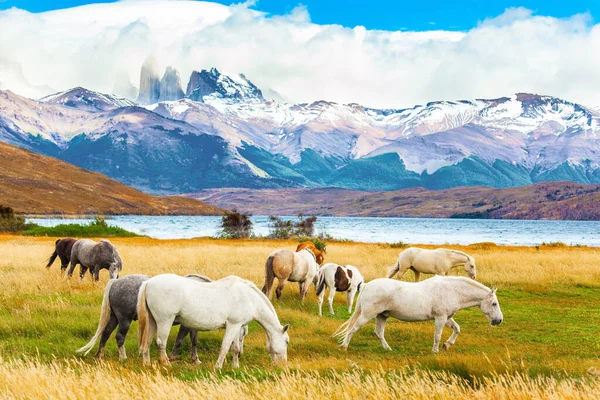 Herd Wild Horses Graze Yellow Grass Lagoon Azul Mountain Lake — Stock Photo, Image