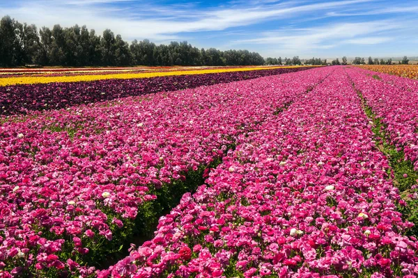 天気のいい日だ バターカップの豪華な春の花のフィールド イスラエル南部で春の散歩 写真観光の概念 — ストック写真