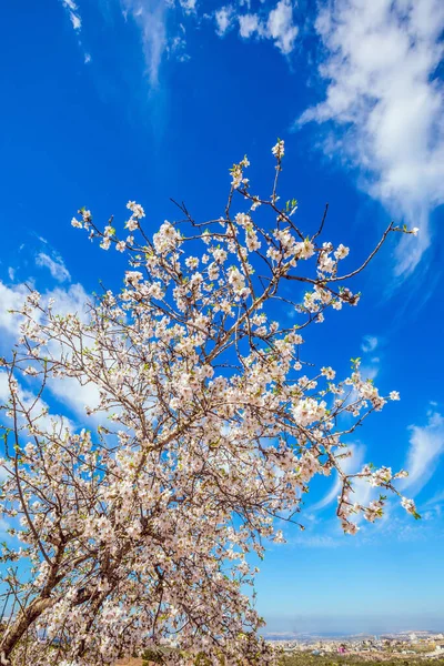 生态和摄影旅游概念 郁郁葱葱雅致的橄榄树 白色粉红橄榄树花 以色列的春天 灿烂的春云笼罩着繁茂的大地 — 图库照片