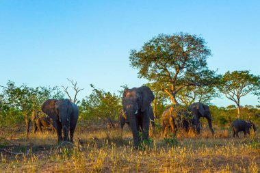 Afrika savan filleri sürüsü. Kruger Park 'ta günbatımı. Güney Afrika. Hayvanlar savanda özgürce yaşar ve hareket eder. Egzotik ve fotoğraf turizmi kavramı