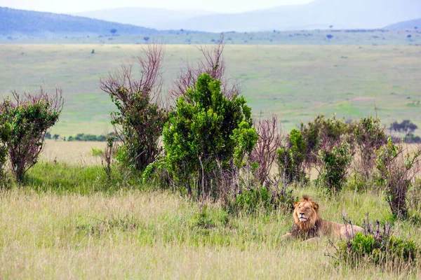 Ungt Afrikanskt Lejon Med Liten Man Vilar Skuggan Kenya Masai — Stockfoto