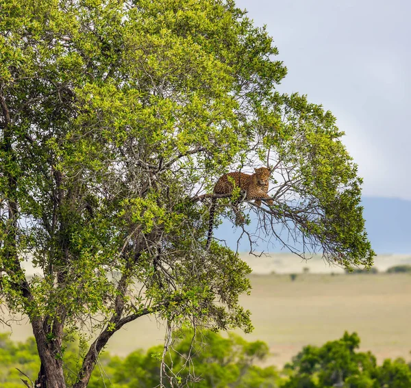 Gato Grande Leopardo Manchado Descansando Uma Árvore Jeep Safari Savana — Fotografia de Stock