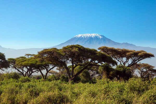 Impressive travel to Africa. The snow peak of Kilimanjaro. Amboseli Park is the most visited park in Kenya. Savanna with bushes and desert acacies. The concept of exotic, ecological and photo tourism