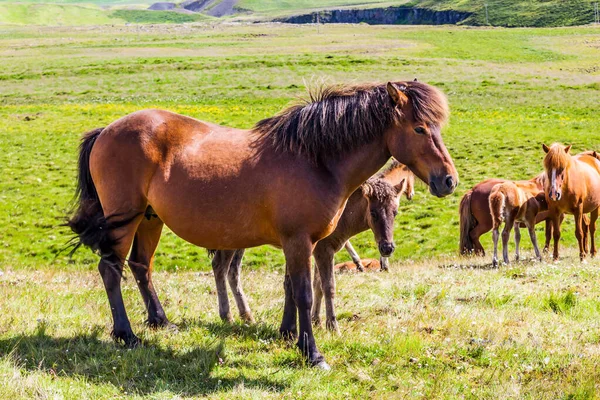 Flocken Sagolikt Vackra Och Vänliga Hästar Unik Isländsk Ras Isländsk — Stockfoto