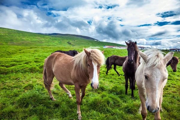 Det Bor Bara Hästras Island Flocken Vackra Och Vänliga Hästar — Stockfoto