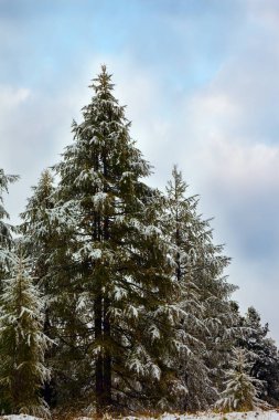 Yeni yıl yakında. Muhteşem Giau Geçidi, Dolomite Alpleri. İlk karla kaplı dev yeşil ladin. Ekstrem, aktif, eko ve fotoğraf turizmi kavramı
