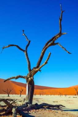 Sussussflay Gölü 'nün dibinde. Namib Sossusvlei Çölü 'nde Clay Platosu. Namib Naukluft çölüne büyük bir yolculuk. Egzotik, ekstrem ve fotoğraf turizmi kavramı