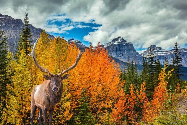 Folhas Outono Amarelas Vermelhas Adornam Paisagem Das Montanhas Rochosas Canadenses — Fotografia de Stock