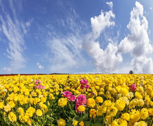 Picturesque Fields Blooming Large Red Yellow Buttercups Ranunculus Flying Clouds — Stock Photo, Image