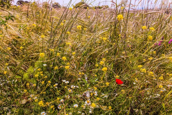 逾越节在以色列 在戈兰高地的黄色斜坡上开花 绽放着美丽的草地和红色的海葵 积极和摄影旅游的概念 — 图库照片