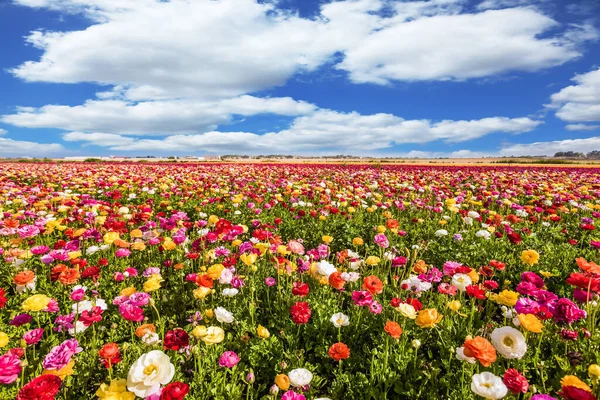 Pittoreschi Campi Ranuncoli Israele Annuale Grandi Fiori Multicolori Meraviglioso Caldo — Foto Stock