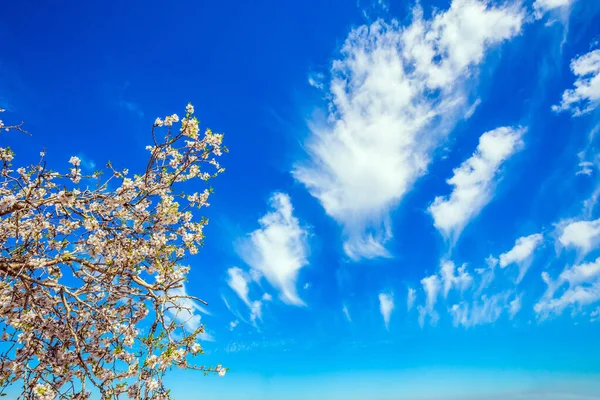 Lussureggiante Elegante Ulivo Fiorito Primavera Israele Splendida Giornata Sole Vento — Foto Stock