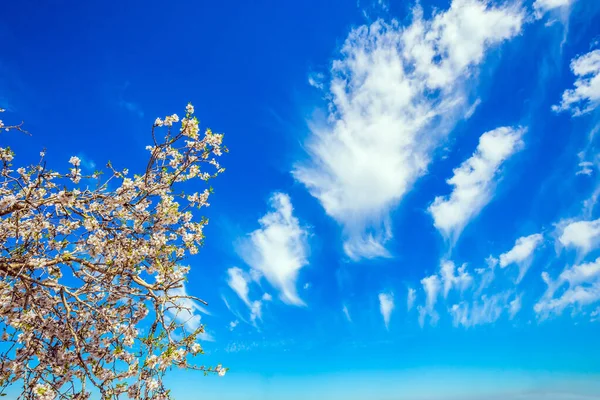 Arbre Fleurs Élégant Luxuriant Printemps Israël Superbe Journée Ensoleillée Venteuse — Photo