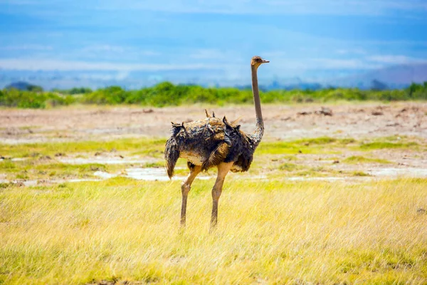 Afrykańskie Strusie Pasą Się Sawannie Park Amboseli Jest Rezerwatem Biosfery — Zdjęcie stockowe