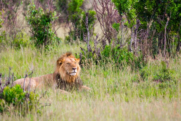 Jonge Afrikaanse Leeuw Rust Schaduw Kenia Masai Mara Park Jeep — Stockfoto