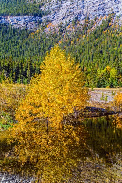 Hösten Översvämning Abraham Sjö Rocky Mountains Kanada Berg Och Träd — Stockfoto