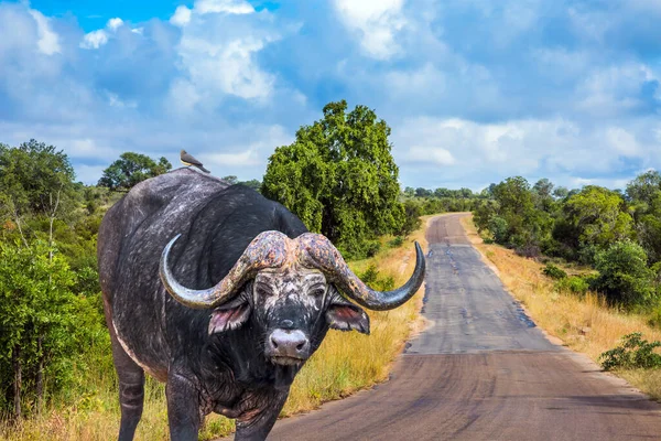 Puissant Buffle Africain Grand Taureau Moderne Traverse Route Savane Jour — Photo