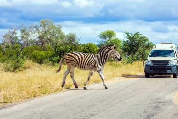 Zebra Crosses Narrow Road Front Car Tourists Park Animals Live — Stock Photo, Image