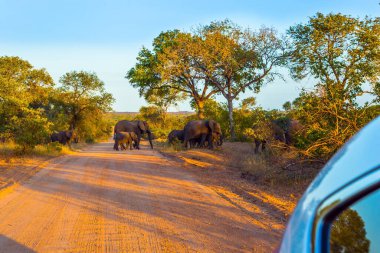 Fil sürüsü, eski bir liderin liderliğinde karşıdan karşıya geçer. Güney Afrika. Kruger Park 'ta altın gün batımı. Egzotik ve fotoğraf turizmi kavramı 