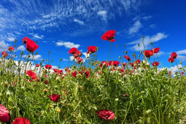 İsrail 'de ilkbahar başlarında. Düğünçiçeği ailesinin amonoları. Ilık bir bahar gününde parlak mavi gökyüzü. Ekolojik ve kırsal turizm kavramı
