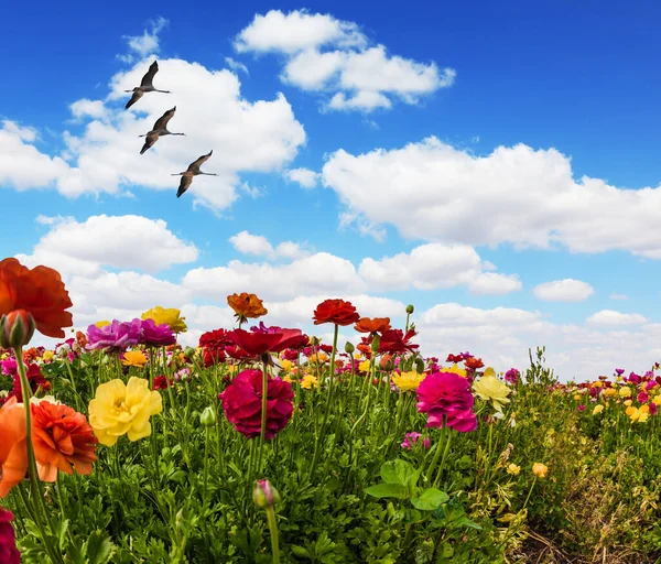 Saludo Postal Las Mariposas Multicolores Balancean Del Viento Primaveral Tarjeta —  Fotos de Stock