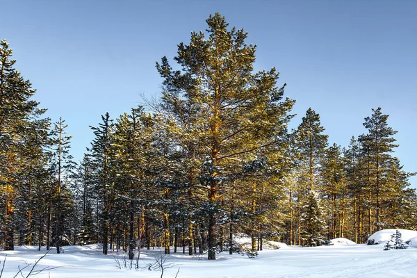 太阳在地平线上低垂 雪在树上有清晰的影子 白雪覆盖的针叶林的边缘 在阳光灿烂的冬日拉普兰 — 图库照片