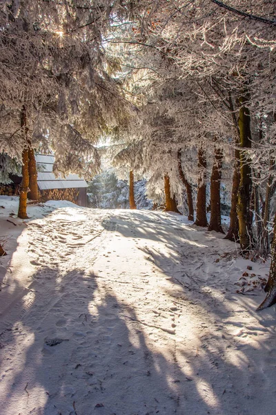 Zonnige Winterochtend Een Besneeuwd Bos Nieuwjaarsochtend Het Bos Heldere Koude — Stockfoto