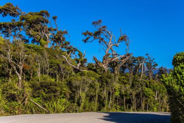  Yeni Zelanda, Güney Adası. Knight 's Point Gözcüsü' ne giden yol görkemli bir manzaradır. Resimli, aşırı gelişmiş kıyılar. Dünyanın öbür ucuna git.