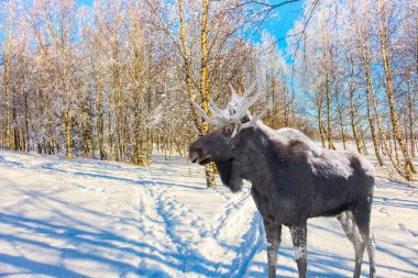Karla kaplı Aspen Korusu 'nda kayak yolunda muhteşem bir geyik. Noel Baba 'ya yolculuk. Karla kaplı bir ormanda açık ve soğuk bir kış günü. Aktif ve ekolojik turizm kavramı