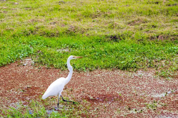 Egret Procura Por Presas Margem Lago Viagem Exótica Chifre África — Fotografia de Stock