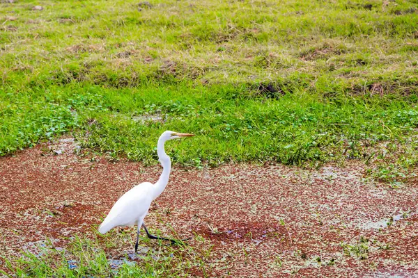 Egret Cerca Prede Sulla Riva Lago Viaggio Esotico Nel Corno — Foto Stock