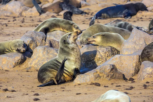 Concept Tourisme Écologique Actif Photographique Afrique Namibie Réserve Naturelle Namibienne — Photo