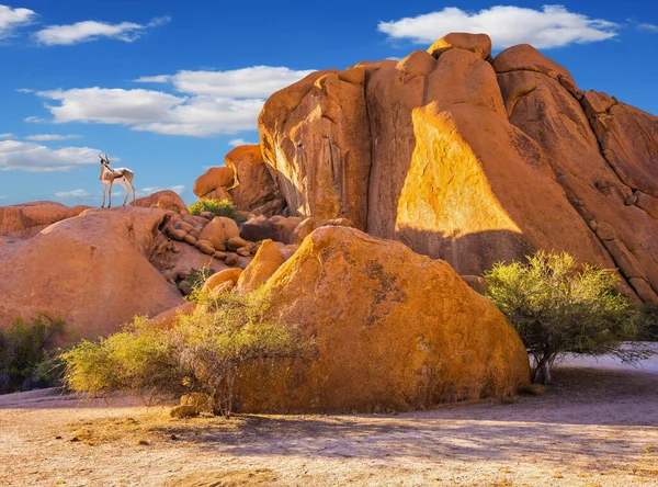 Viajar Para África Antelope Springbok Entre Pedras Spitskoppe Pedras Pitorescas — Fotografia de Stock