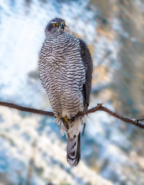 Aigle Nord Piège Souris Journée Ensoleillée Hiver Forêt Conifères Enneigée — Photo