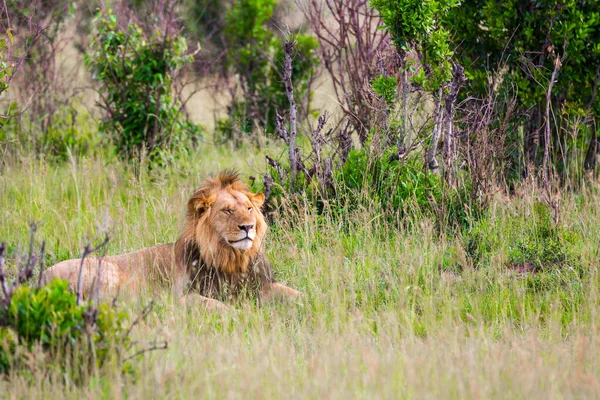 年轻的非洲狮子在树阴下休息 肯尼亚 Masai Mara公园春天 萨法里在非洲大草原 异国情调 极端旅游和摄影旅游的概念 — 图库照片