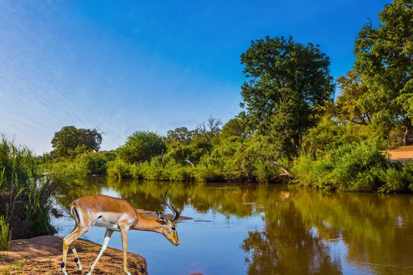 Zwarthoofdige Antilope Impala Bij Het Meer Bij Een Drinkplaats Dieren — Stockfoto