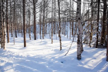 Kuzey Kutbu 'nda kısa bir kış günü. Güneşli bir kış gününde Laponya. Güneş ufukta batıyor. Karda ağaçlardan gelen berrak gölgeler var. 